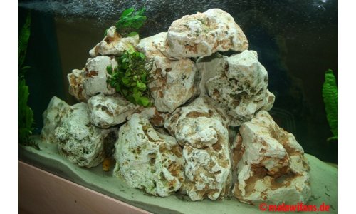 Malawi Mbuna Becken 500l
